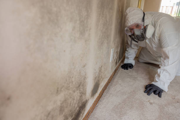 Best Attic Mold Removal  in Muenster, TX